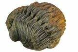 Large, Wide, Enrolled Pedinopariops Trilobite #125474-2